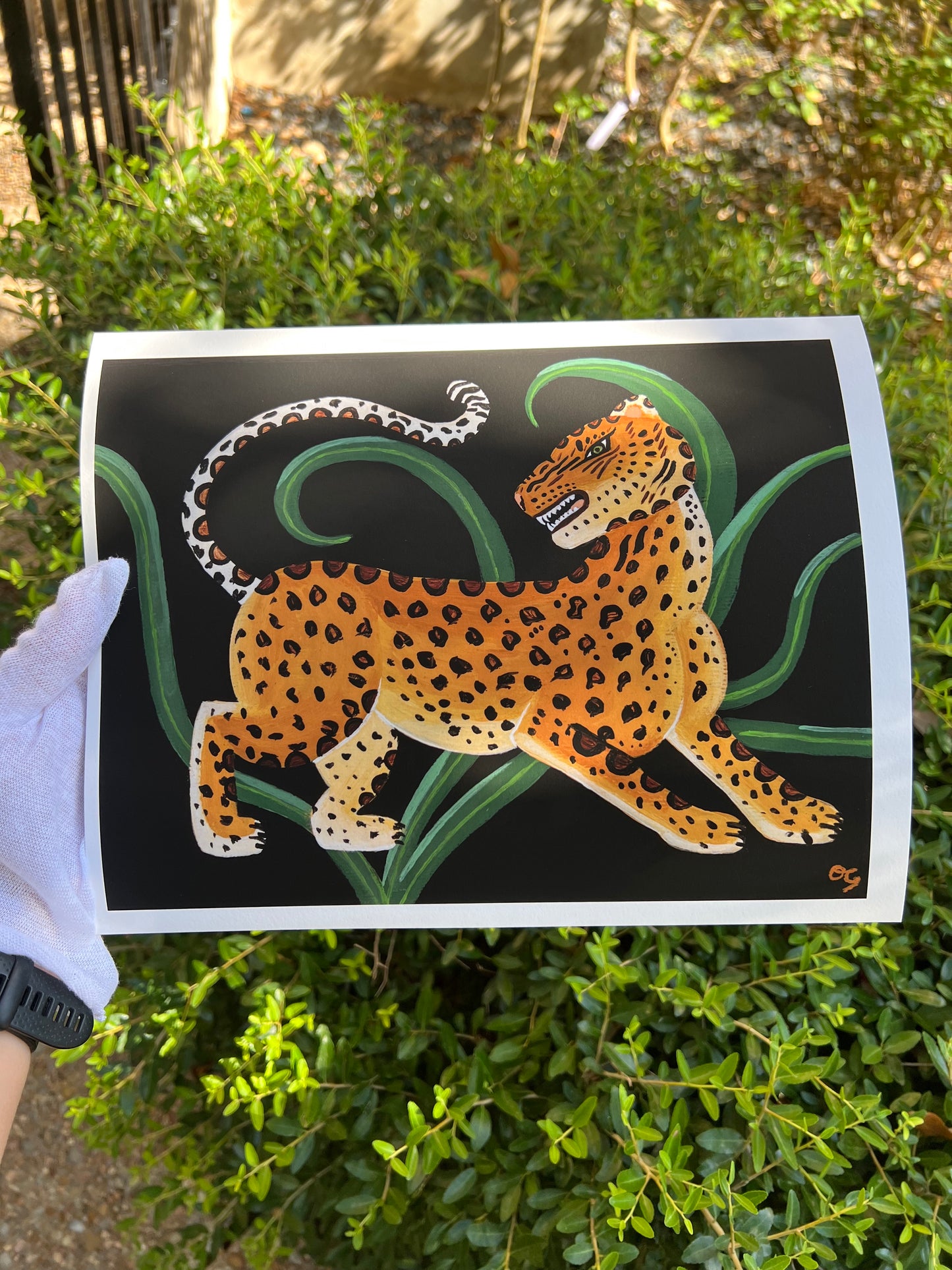 "Jaguar" Museum quality print "8 x 10"